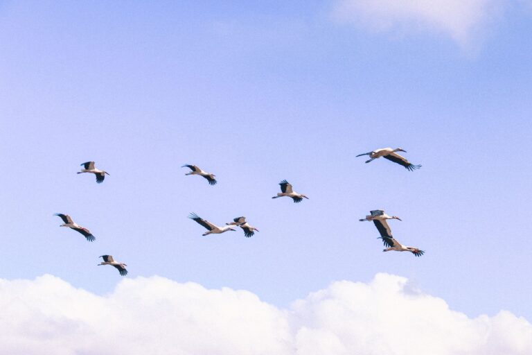 A flock of white storks elegantly soars across a bright blue, cloudy sky.