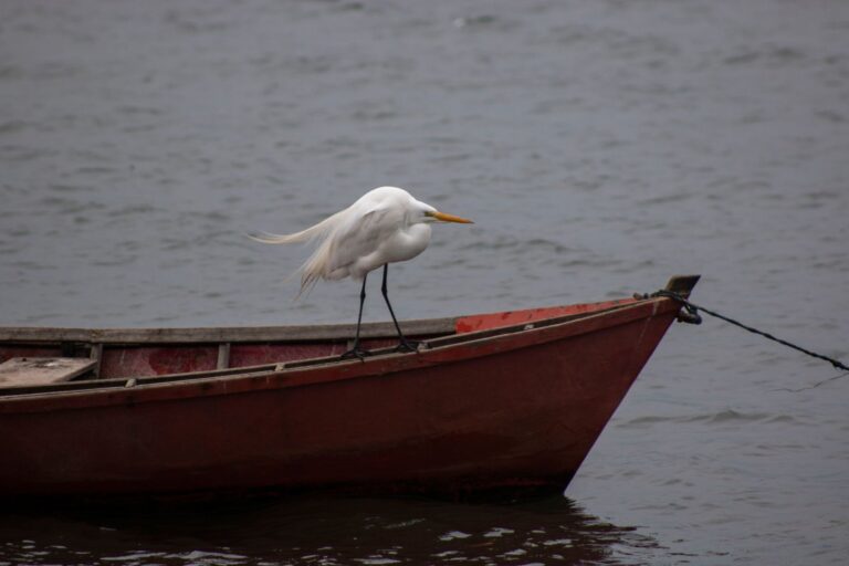 Elegant eastern great egret perched on a moored boat in Punta del Este, capturing the essence of wildlife and tranquility.